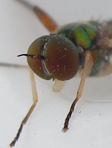 Chorisops tibialis